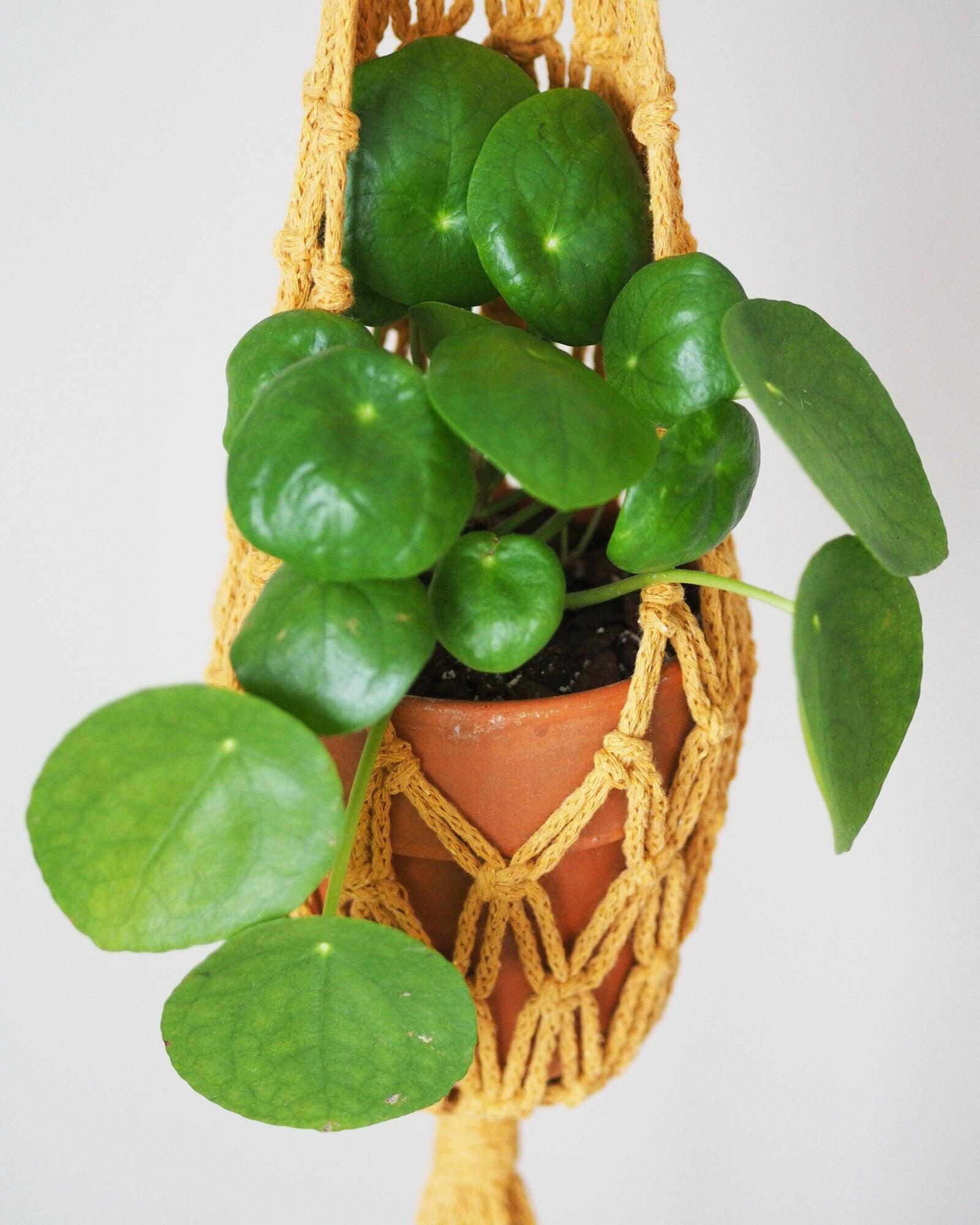 Nuotta Amppeli, Yellow