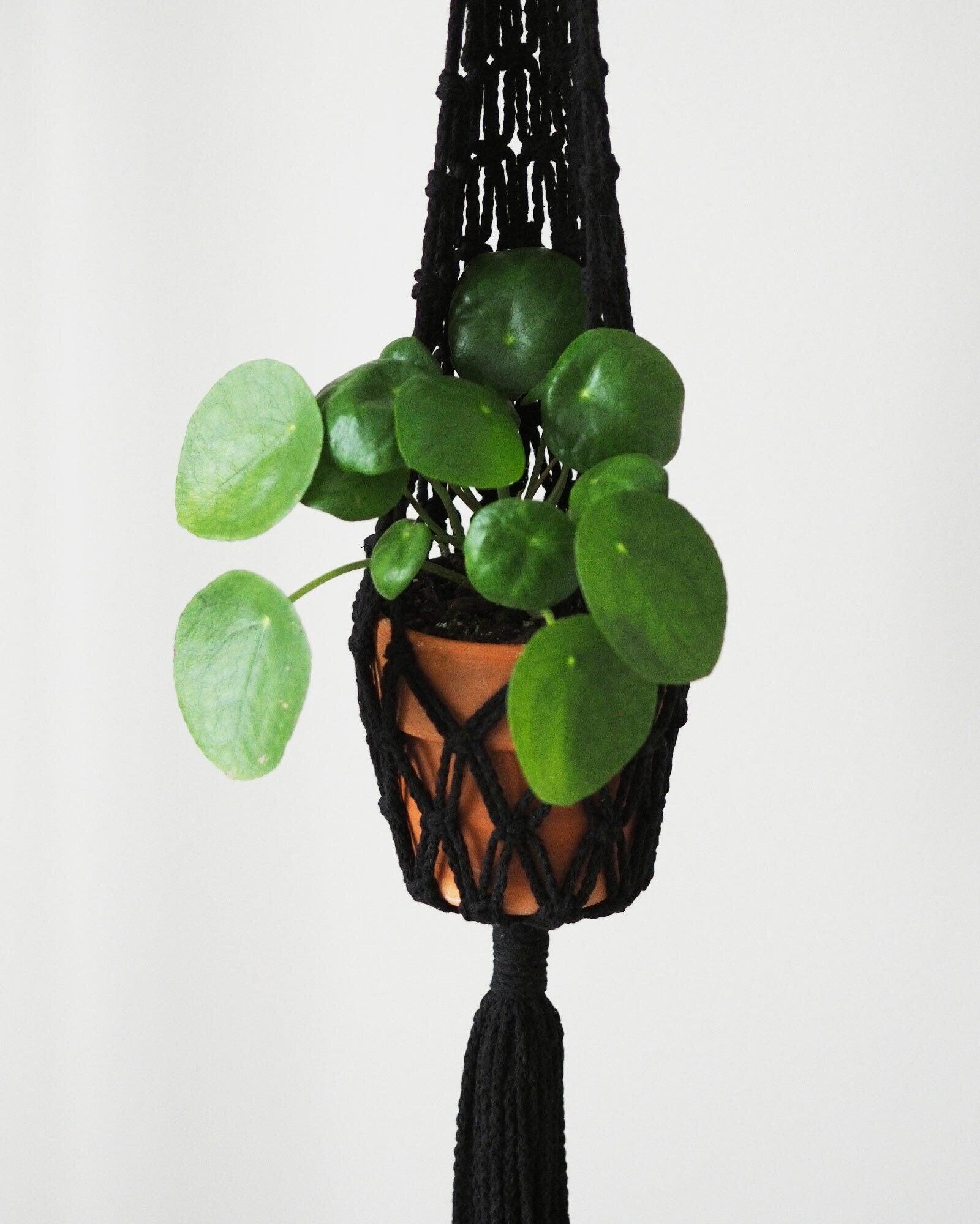 Nuotta Amppeli, Black