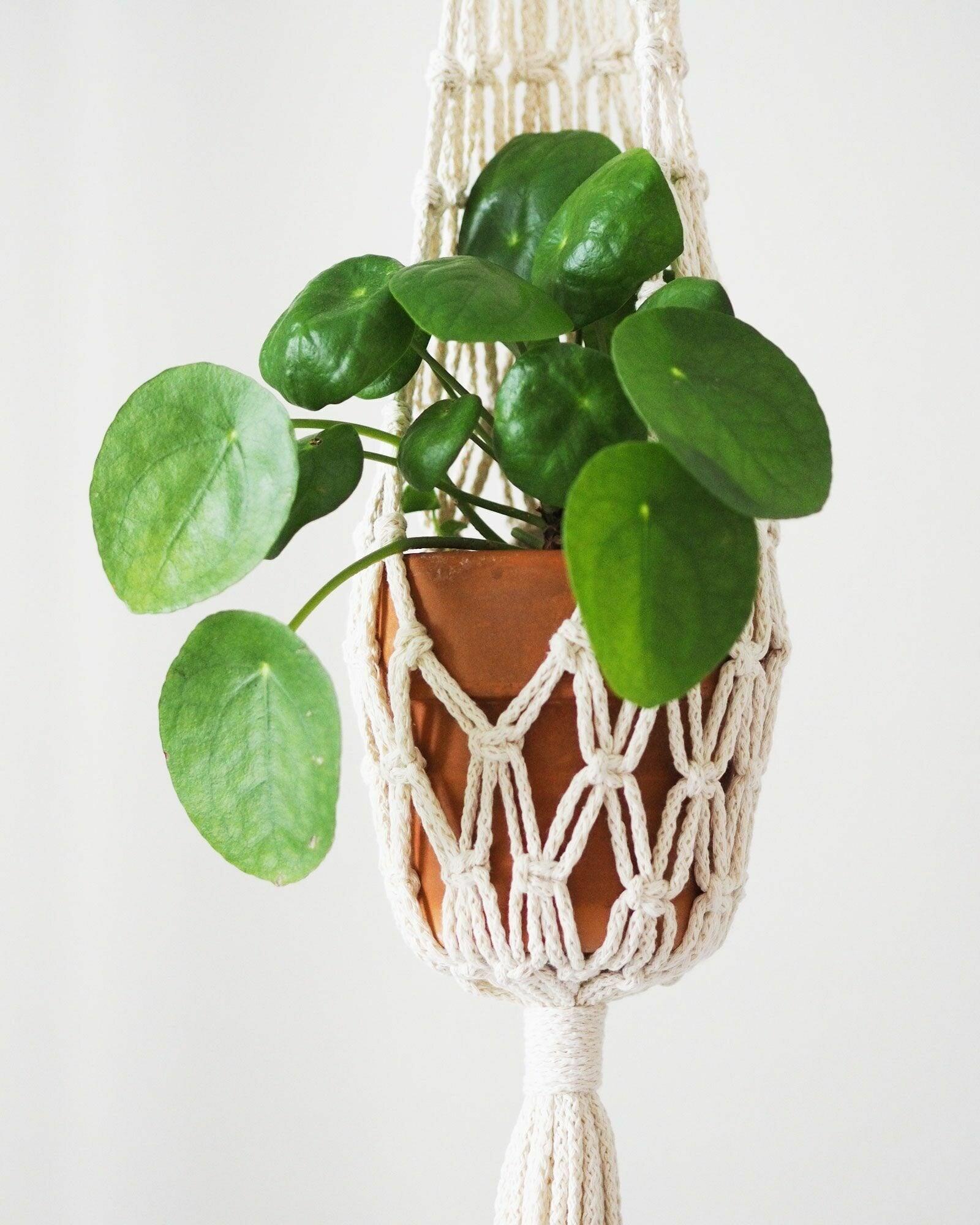 Nuotta Amppeli, Natural white