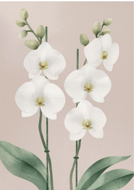 Orkidea -postikortti