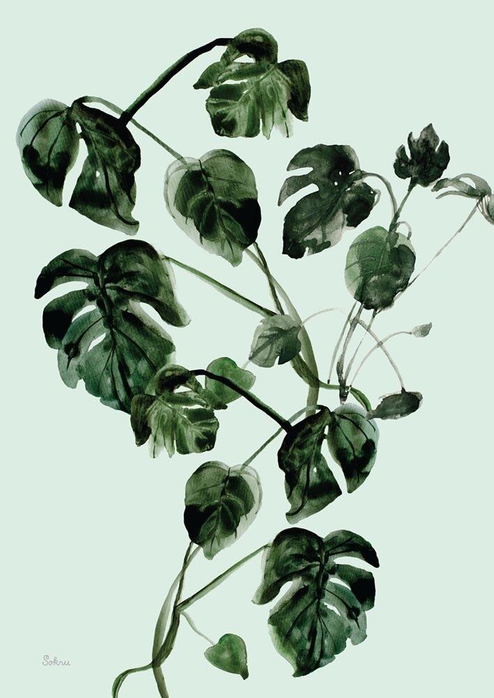 Peikonlehti Postcard