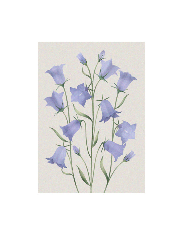 Kissankellot Postikortti