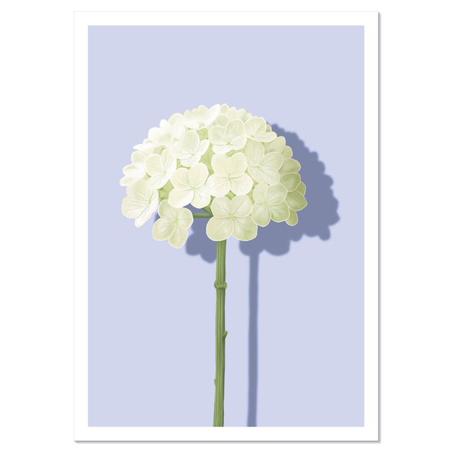 Hydrangea Postikortti