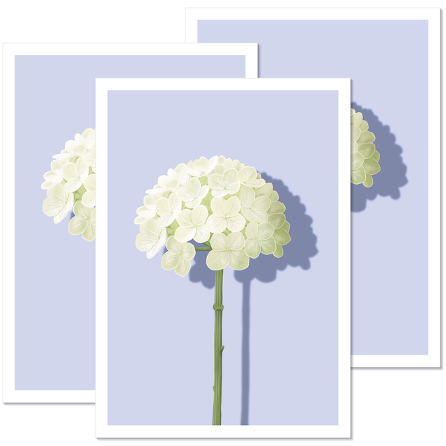 Hydrangea Postikortti