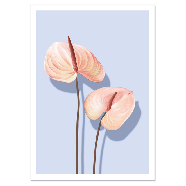 Anthurium Postikortti
