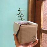 Lil Plot Kasvata Oliivipuu