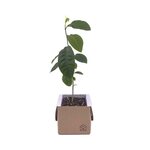 Lil Plot Kasvata Sitruunapuu