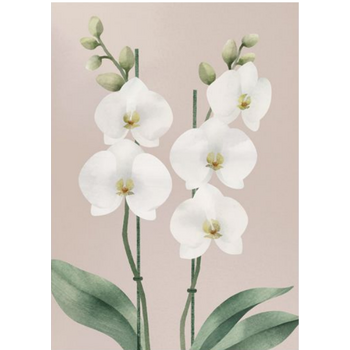 Annariikka Qvist Orkidea -postikortti