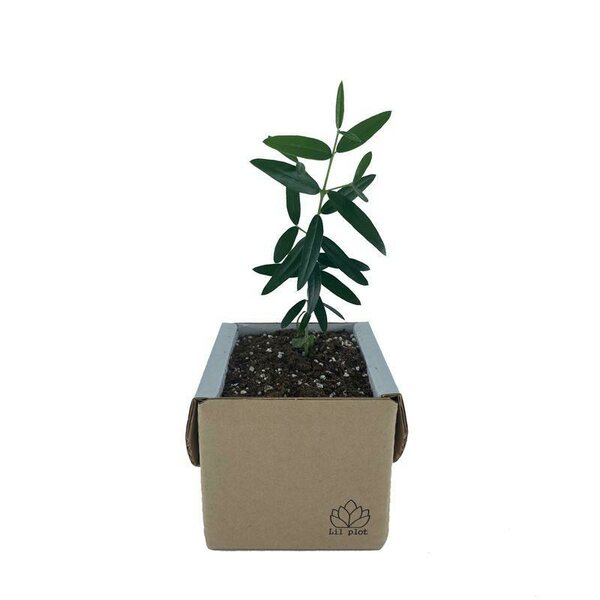 Lil Plot Kasvata Oliivipuu