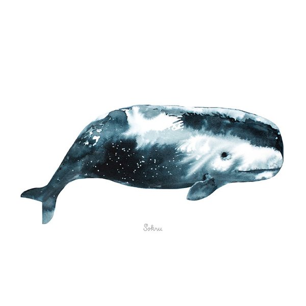 Sokru Sperm Whale Postcard