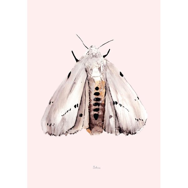Sokru Marsh Moth Postcard