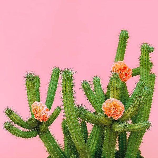 Grow A Cactus